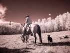 USA-Colorado Infrared of Cowboy and dog looking for cows Art Print
